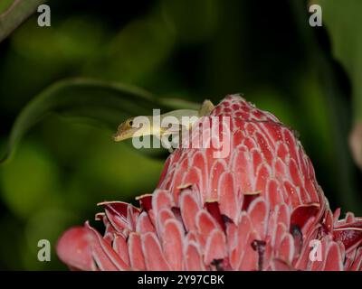 Anoli-Eidechse auf rosa Blüte auf roter Ingwerlilie in Guadeloupe. westindien, rosa Blumen und Tierwelt, Nahaufnahme Stockfoto