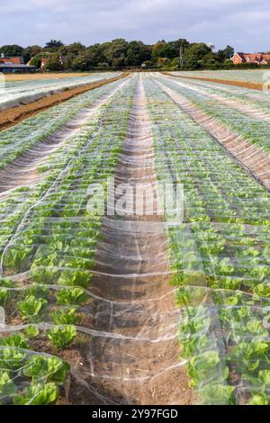 Salatreihen geschützt durch Fleece auf dem Feld, Bawdsey, Suffolk, England, Vereinigtes Königreich Salatreihen geschützt durch Netzanbau auf dem Feld, Stockfoto