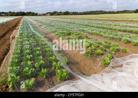 Durch Netzgewebe geschützte Salatreihen in Field, Bawdsey, Suffolk, England, Vereinigtes Königreich Stockfoto