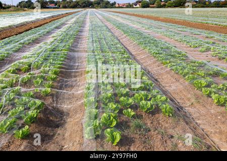 Durch Netzgewebe geschützte Salatreihen in Field, Bawdsey, Suffolk, England, Vereinigtes Königreich Stockfoto