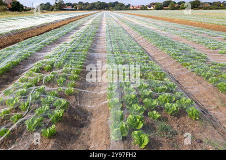 Durch Netzgewebe geschützte Salatreihen in Field, Bawdsey, Suffolk, England, Vereinigtes Königreich Stockfoto