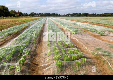 Salatreihen geschützt durch Fleece auf dem Feld, Bawdsey, Suffolk, England, Vereinigtes Königreich Salatreihen geschützt durch Netzanbau auf dem Feld, Stockfoto