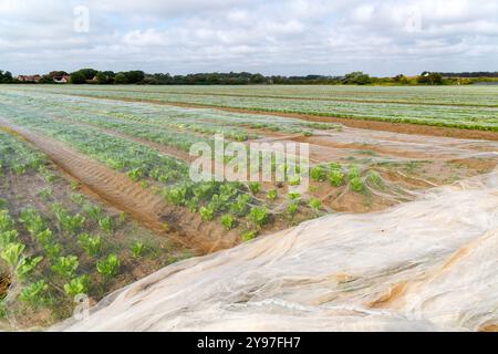 Durch Netzgewebe geschützte Salatreihen in Field, Bawdsey, Suffolk, England, Vereinigtes Königreich Stockfoto