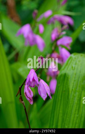 Bletilla striata, Hyazinth Orchidee, Chinesische Ground Orchidee, geriffelte, schwertförmige Blätter, rosafarbene Orchideenblüten Stockfoto