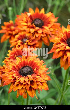 Rudbeckia hirta verzauberter Einbruch der Dunkelheit, Orange/Sepia-Doppelkoneflower, der mit zunehmendem Alter die Farbe wechselt Stockfoto