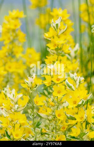 Lysimachia punctata Alexander, Loosestrife Alexander, Blätter mit cremefarbenen Rändern, schalenförmige gelbe Blüten, Mittsommer Stockfoto