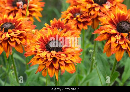 Rudbeckia hirta verzauberter Einbruch der Dunkelheit, Orange/Sepia-Doppelkoneflower, der mit zunehmendem Alter die Farbe wechselt Stockfoto