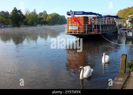 Schwäne auf der Themse um Marlow , Buckinghamshire , England , Großbritannien : Credit Simon Dack Stockfoto