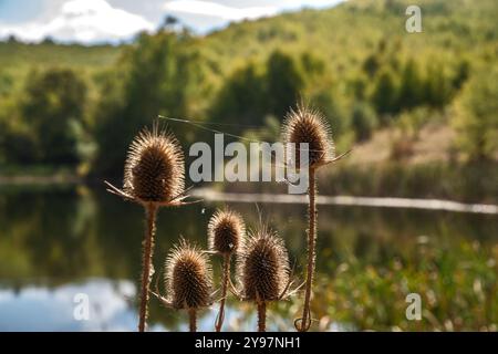 Dipsacus fullonum, trockene Disteln mit Spinnennetz auf See-Wasser-Hintergrund Stockfoto