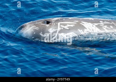 Ein erwachsener Rissos Delfin aus nächster Nähe Stockfoto