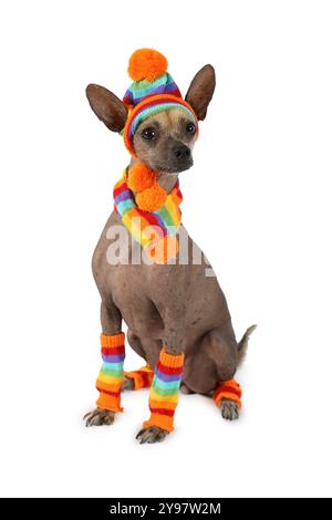 Xoloitzcuintli Hund in einer warmen Mütze, Schal und Socken isoliert auf weißem Hintergrund Stockfoto