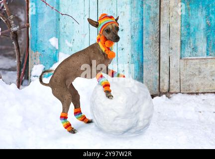 Xoloitzcuintli-Hund, gekleidet in einer warmen Mütze, Schal und Socken, rollt einen Schneeball im Schnee draußen Stockfoto