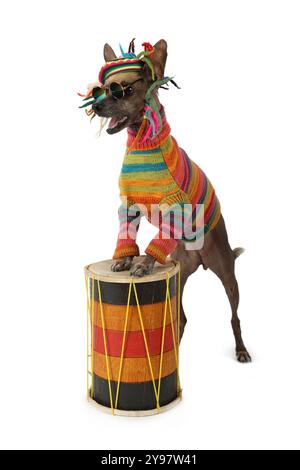 Lustiger Xoloitzcuintli-Hund in Sonnenbrille und Kleidung eines Rastafariers spielt die Trommel, isoliert auf weißem Hintergrund Stockfoto