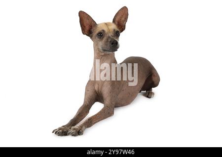 Studio-Aufnahme eines reinrassigen Xoloitzcuintli-Hundes, der auf weißem Hintergrund liegt Stockfoto