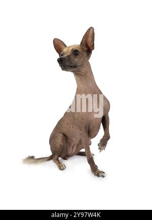 Studio-Aufnahme eines reinrassigen Xoloitzcuintli-Hundes, der mit einer erhobenen Pfote auf weißem Hintergrund sitzt Stockfoto