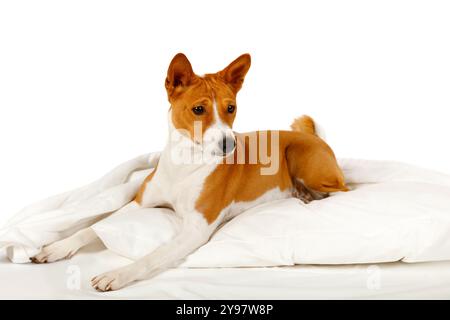 Niedlicher Hund Basenji, der auf dem Bett auf weißem Hintergrund liegt Stockfoto