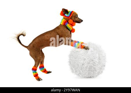 Xoloitzcuintli-Hund in einer warmen Mütze, Schal und Socken gekleidet, rollt einen Schneeball isoliert auf weißem Hintergrund Stockfoto