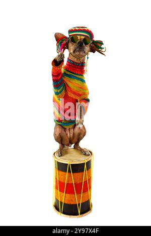 Xoloitzcuintli-Hund in Kleidung eines Rastafariers, der auf seinen Hinterbeinen auf der Trommel steht und seine Pfote isoliert auf weißem Hintergrund winkt Stockfoto