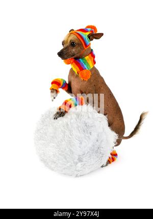 Niedlicher Xoloitzcuintli-Hund in einer warmen Mütze, Schal und Socken gekleidet, Rollen einen Schneeball isoliert auf weißem Hintergrund Stockfoto