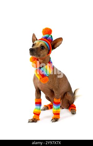 Reinrassiger Xoloitzcuintli-Hund in einer warmen Mütze, Schal und Socken isoliert auf weißem Hintergrund Stockfoto