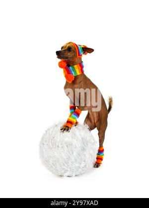 Lustiger Xoloitzcuintli-Hund in einer warmen Mütze, Schal und Socken gekleidet, Rollen einen Schneeball isoliert auf weißem Hintergrund Stockfoto