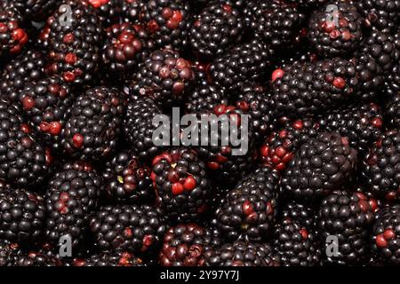 Hintergrundbild der geernteten Reifen Brombeeren aus biologischem Anbau. Stockfoto