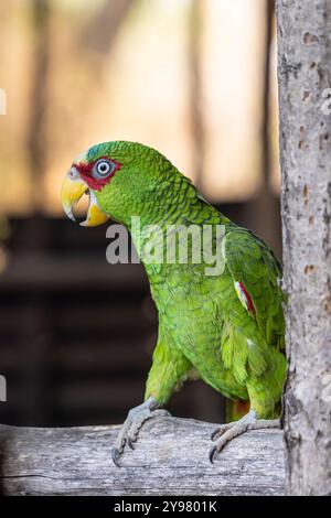 amazonas-Papageien mit weißer Fassade in Las Penitas Eingang zum Naturschutzgebiet der Insel Juan Venado in Nicaragua Zentralamerika Stockfoto
