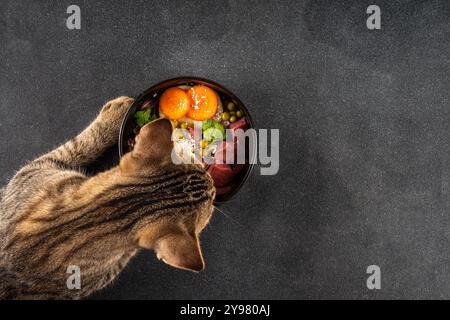 BARF (biologisch angemessenes Rohkost) Lebensmittelkonzept, gesunde Schüssel für Haustiere Hintergrund mit Katze niedlichen Tabby Kätzchen Pfoten auf Bild. Teil von r Stockfoto