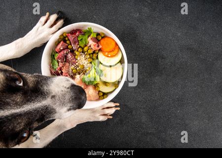 BARF (biologisch angemessenes Rohfutter) Lebensmittelkonzept, gesunde Schüssel für Haustiere Hintergrund mit Hundepfoten in Bild. Portion rohes Fleisch, Huhn, f Stockfoto