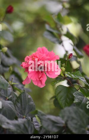 Es ist eine zweiköpfige Hibiskusblüte. Seine Farbe ist pink.its Blüte auf Assam. Es ist eine Hybridblume Stockfoto