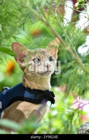 Abessinier Katze von Rehkitz Farbe, Nahaufnahme Porträt, Spaziergänge entlang der Wiese mit Blumen, Raum für Text Stockfoto