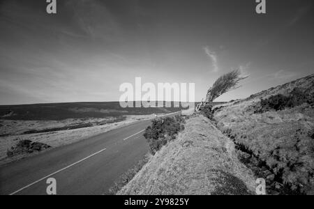 Einsamer windgepeitschter Baum auf der Isle of man, gedreht auf 5x4-Film Stockfoto