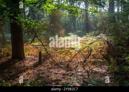 Gemischte Laub- und Nadelbäume und Bracken wachsen im Wald, Rendlesham Forest, Suffolk, England, Vereinigtes Königreich Stockfoto
