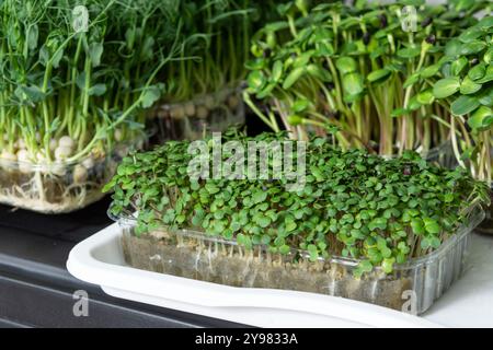 Eine Vielzahl von Sprossen, einschließlich Erbsensprossen, Sonnenblumengrün und Rettich-Sprossen, die in Plastikbehältern auf einem Regal wachsen. Die Sprossen sind alle grün Stockfoto