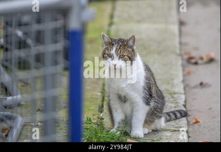 Larry the Cat – Chief Mouser seit 2011 im Kabinettsbüro – im Oktober 2024 in der Downing Street Stockfoto