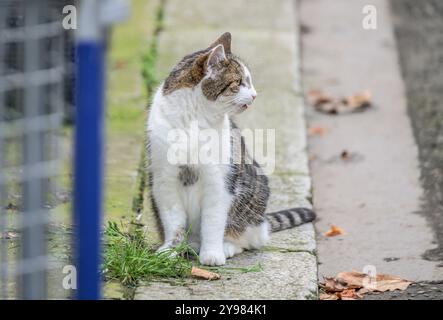 Larry the Cat – Chief Mouser seit 2011 im Kabinettsbüro – im Oktober 2024 in der Downing Street Stockfoto