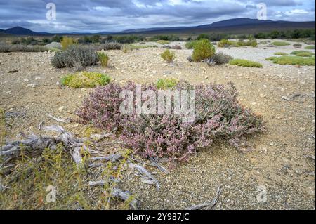 Typische saftige Pflanze, die in Wüstenlandschaften am Karoo Hoogland, Nordkap, Südafrika wächst. Stockfoto