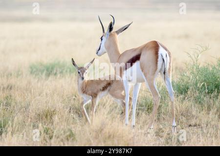 Springbok (Antidorcas marsupialis) jung mit Mutter auf Savanne, Karoo Highlands, Mountain Zebra National Park, Südafrika. Stockfoto