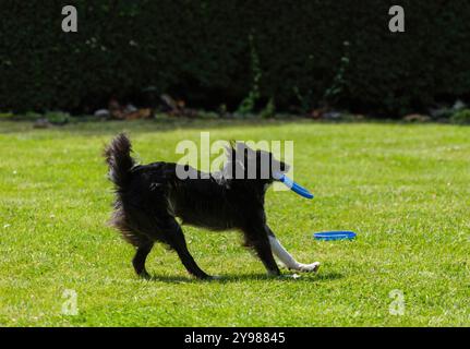 Fröhlicher Collie-Hund mit schwarzer Border, der energisch auf grünem Gras läuft, mit einer blauen Frisbee im Mund, und im sonnigen PA draußen ein Spiel der Schnappung genießt Stockfoto