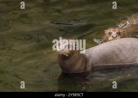 Riesenotterpaar (auch Riesenotter), Pteronura brasiliensis, Schwimmen im Wasser, gefangen Stockfoto