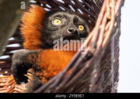 Rote geraffte Lemuren (Varecia rubra), weibliche, aus nächster Nähe in Gefangenschaft gehaltene, bedrohte Arten aus Madagaskar Stockfoto