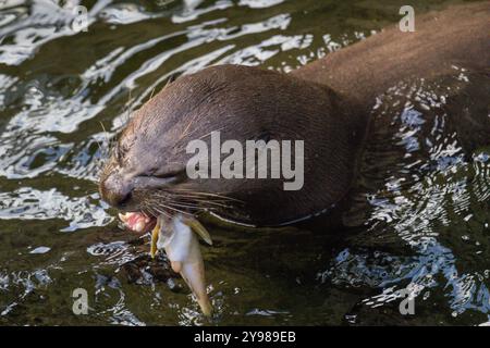 Riesenotter oder Riesenotter, Pteronura brasiliensis, Fisch essen, während er im Wasser schwimmt, gefangen Stockfoto