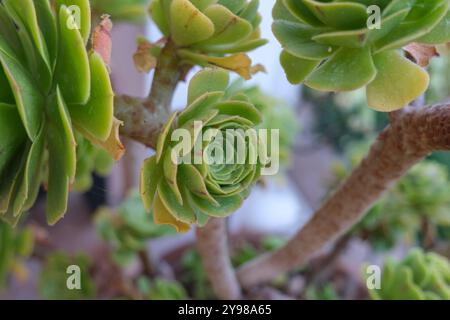 Sukkulente Pflanze Aeonium arboreum, Familie Crassulaceae Nahaufnahme über Sukkulenten. Sukkulenten garrden Stockfoto