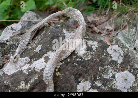 Verschüttung der Haut einer Viper in einem Wald der Seealpen, Cuneo (Piemont, Italien) Stockfoto