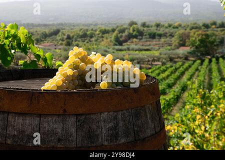 Frisch geerntete weiße Trauben in rustikalem Holzfass mit Blick auf eine malerische Weinberglandschaft. Malerischer Blick auf die Weinregion mit Reifen Früchten Stockfoto