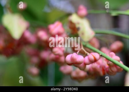 Nahaufnahme der europäischen Spindel. Blühende Pflanze im Herbstgarten. Die Flora Europas. Stockfoto