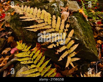 Nahaufnahme der Farne bei Fall in the Forest - Quebec, Kanada Stockfoto