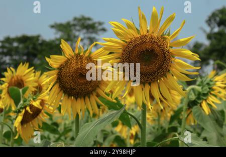 Diese strahlenden Sonnenblumen, die hoch stehen, sonnendurchfluteten Riesen, die sich in der Wärme eines Sommertages erfreuen. Stockfoto