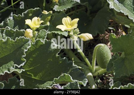 Spritzende Gurkenpflanze, Früchte, Blätter und Blüten, Detail, Ecballium elaterium; Cucurbitaceae Stockfoto