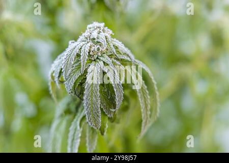 Die lebendige Marihuanapflanze gedeiht in der kalten Morgenluft, ihre Blätter sind von zartem Frost bedeckt und zeigen die Schönheit der Natur im Winter. Selektiver Fokus Stockfoto